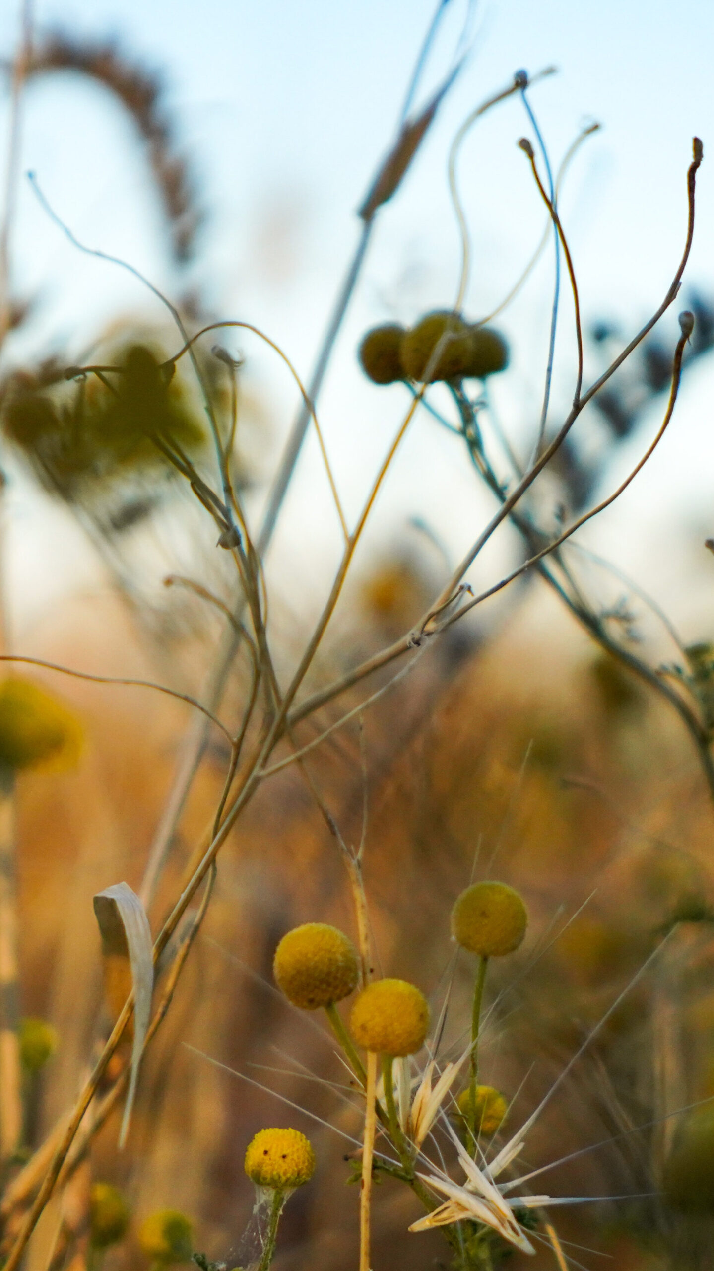 Different shapes and shades of native plants outside of Phoenix, Arizona