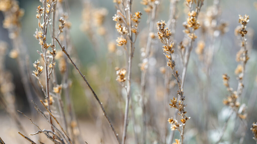 Some very close up sagebrush